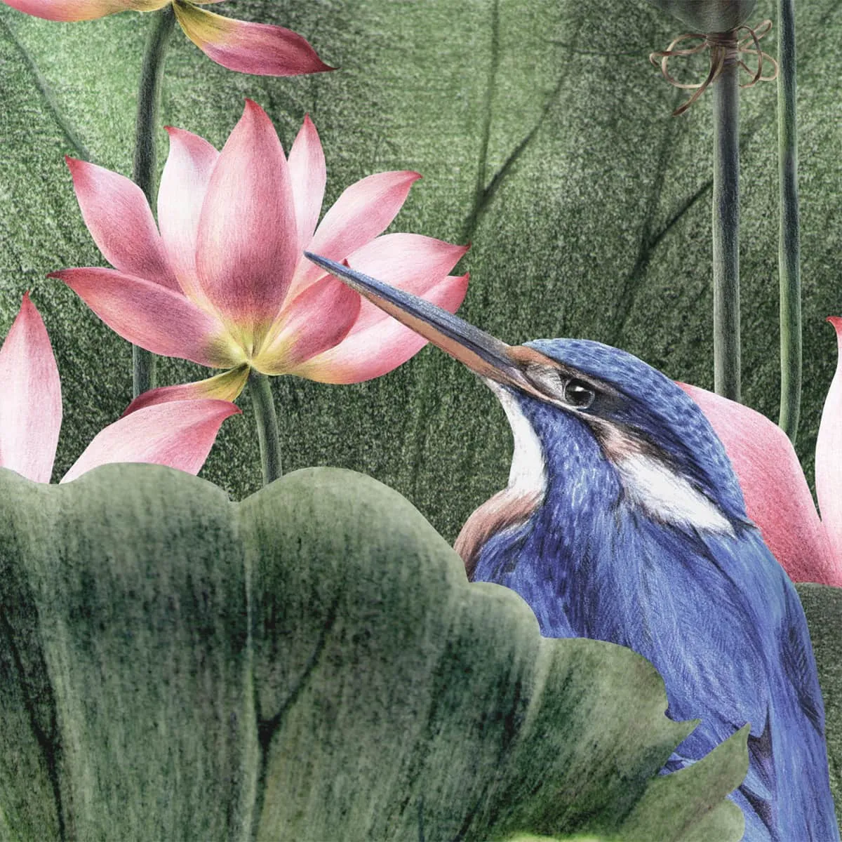 Padma, A Beautiful Lotuses Wallpaper for Walls